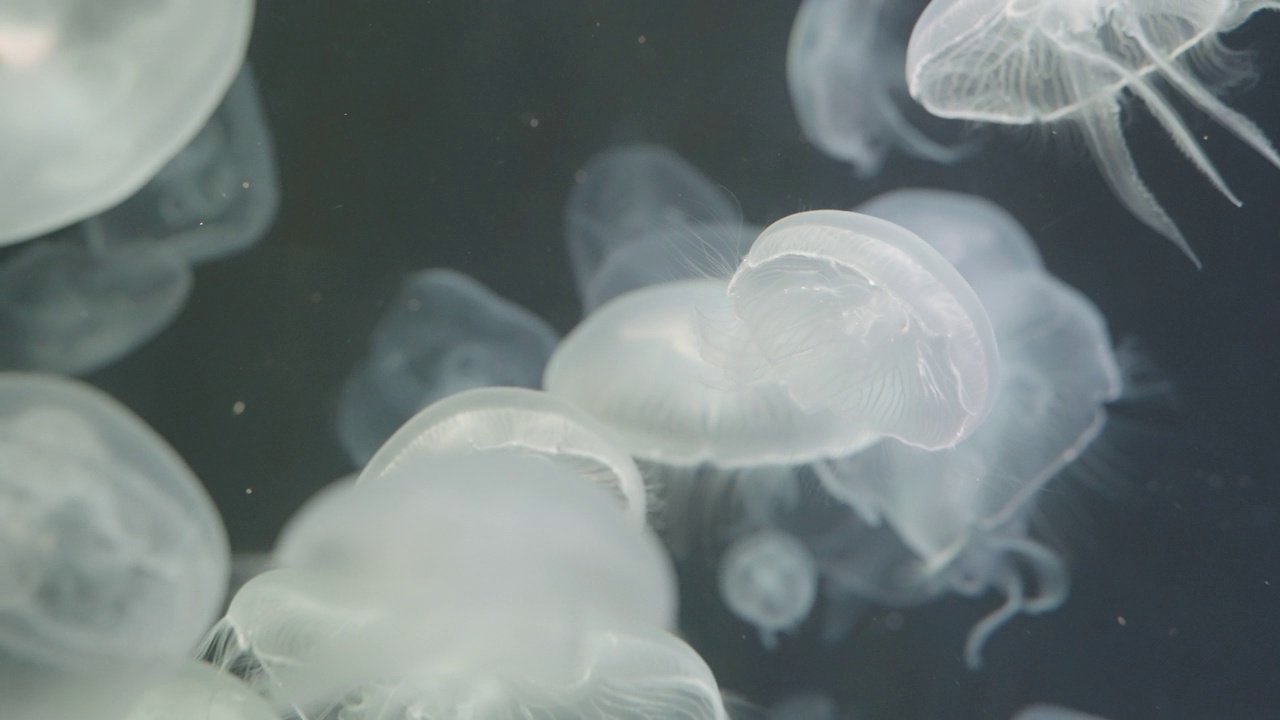 在玻璃水族箱的多色LED灯下，慢动作4K分辨率的大量美丽水母。视频素材