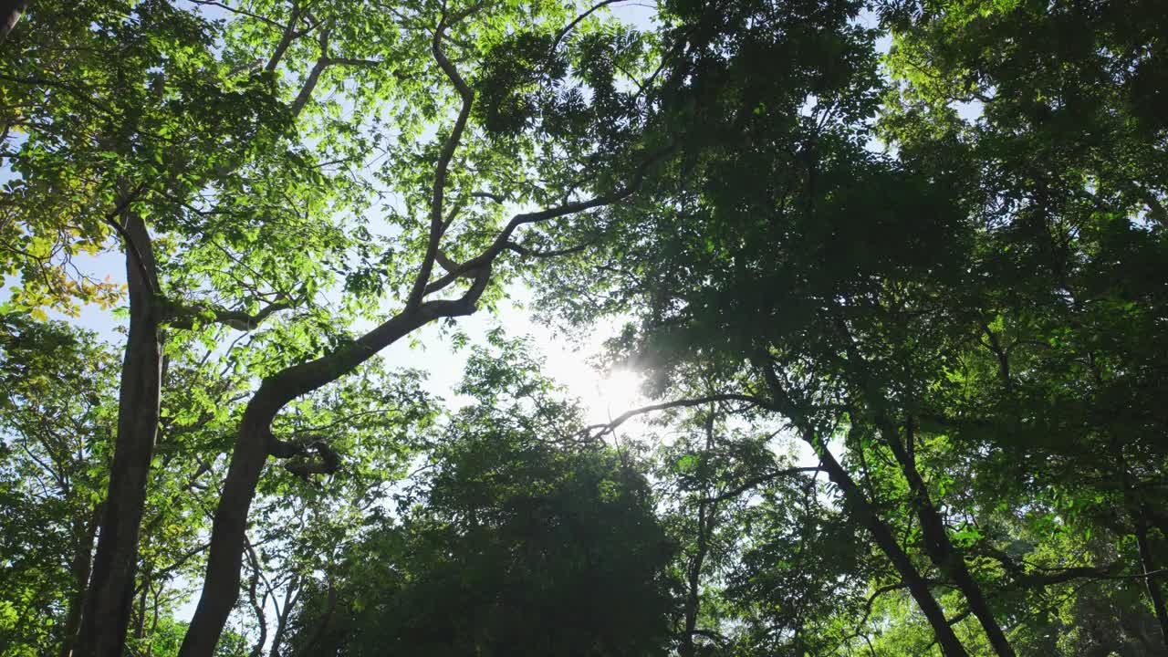 阳光透过绿色的树木树叶春天森林背景。视频素材