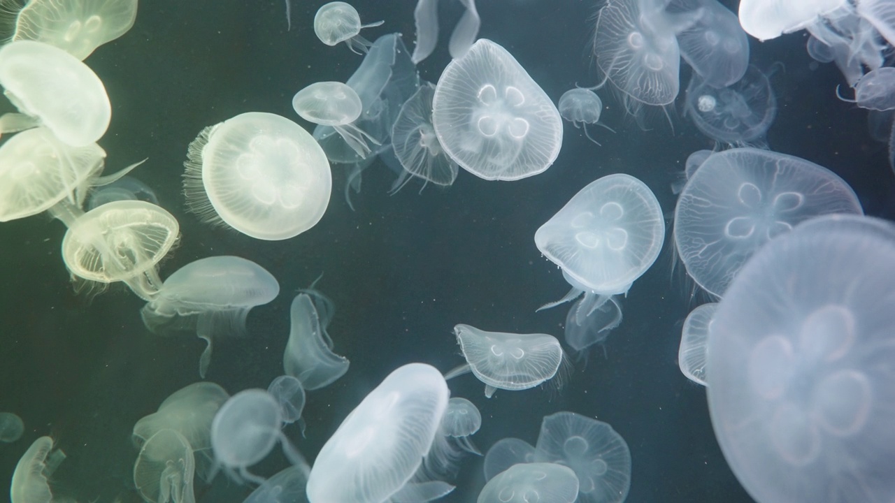 在玻璃水族箱的多色LED灯下，慢动作4K分辨率的大量美丽水母。视频素材