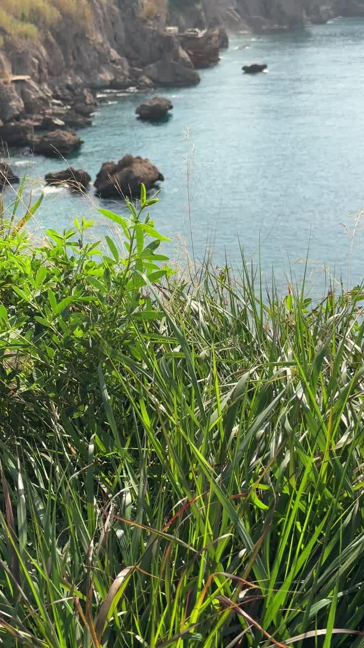 绿色植物和海岸线视频素材