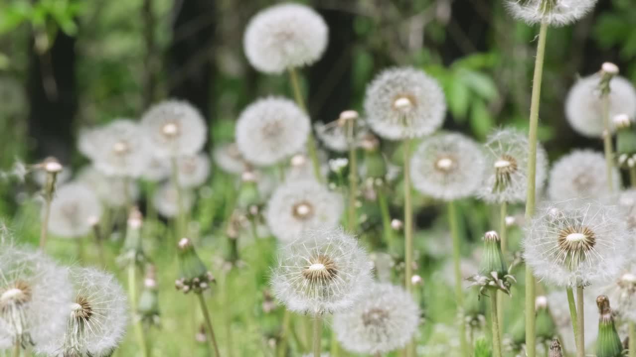 蒲公英普通蒲公英(蒲公英属药用植物)。春季自然背景视频素材