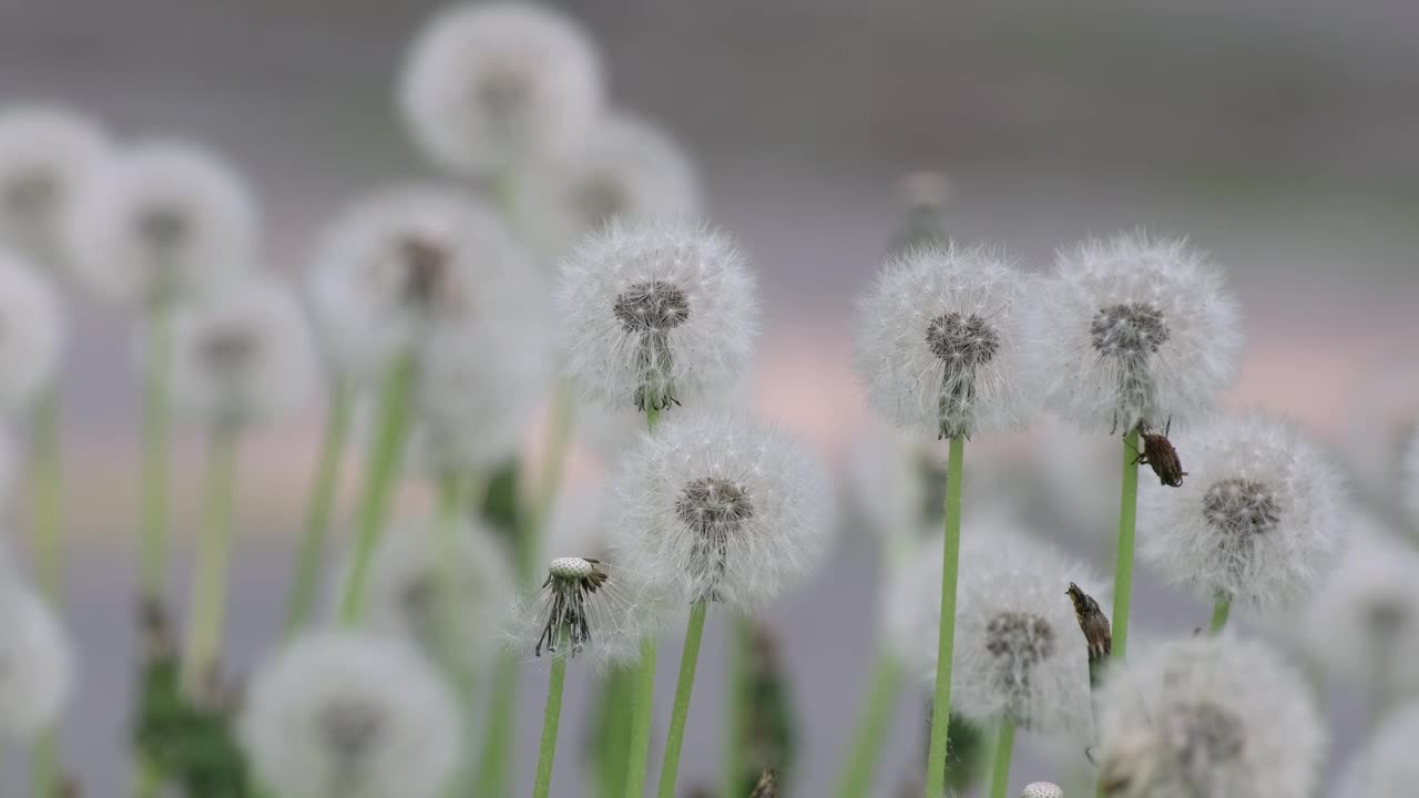 蒲公英普通蒲公英(蒲公英属药用植物)。春季自然背景视频素材