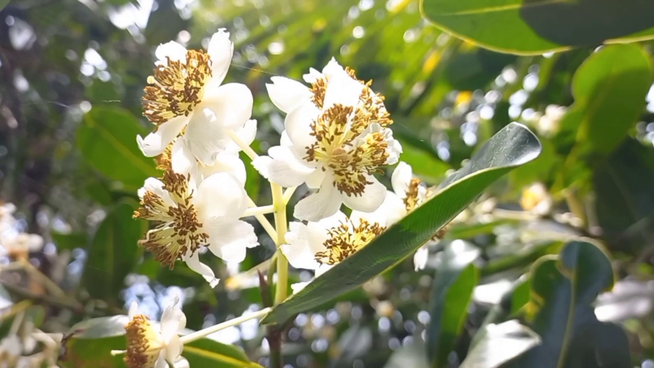 美丽的亚历山大月桂花视频素材