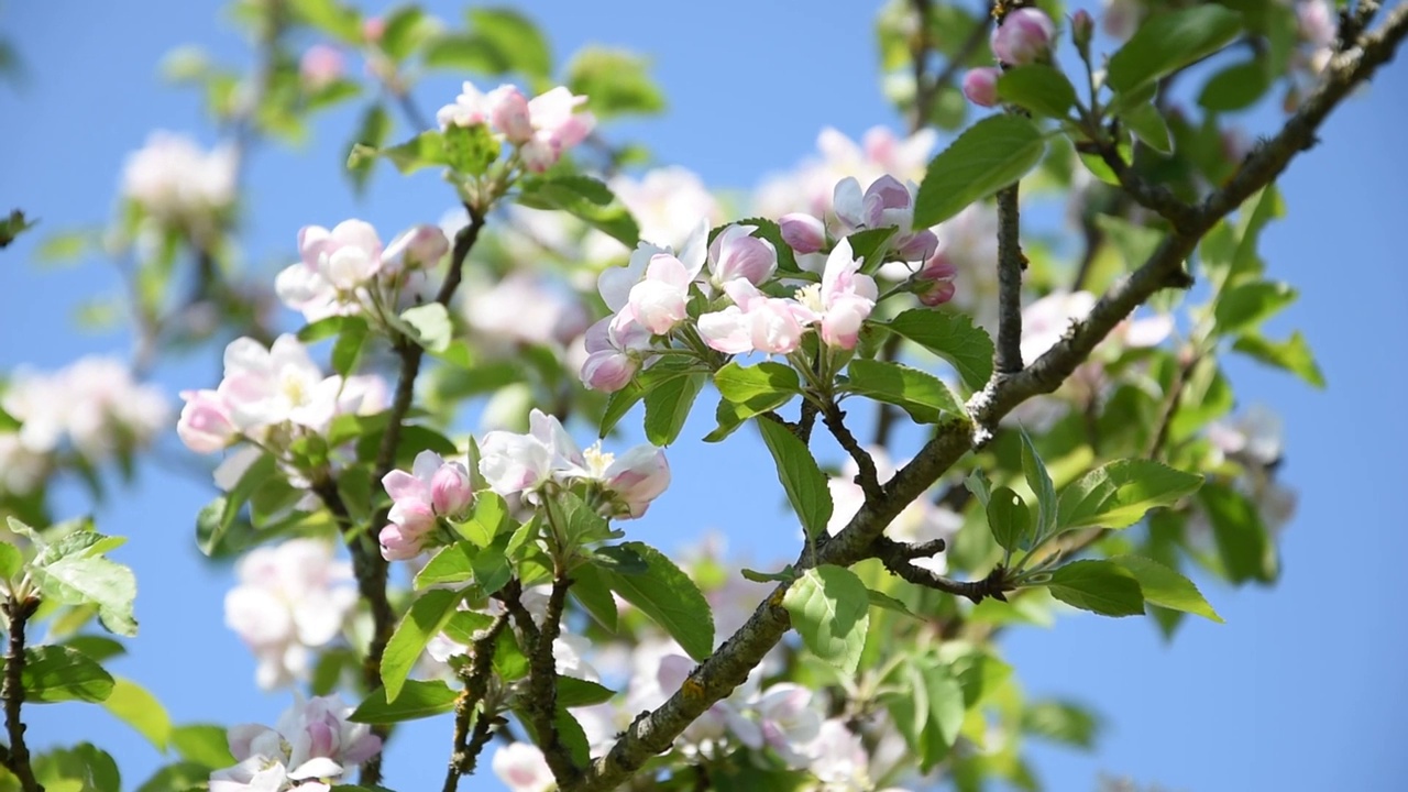 苹果树开花视频素材