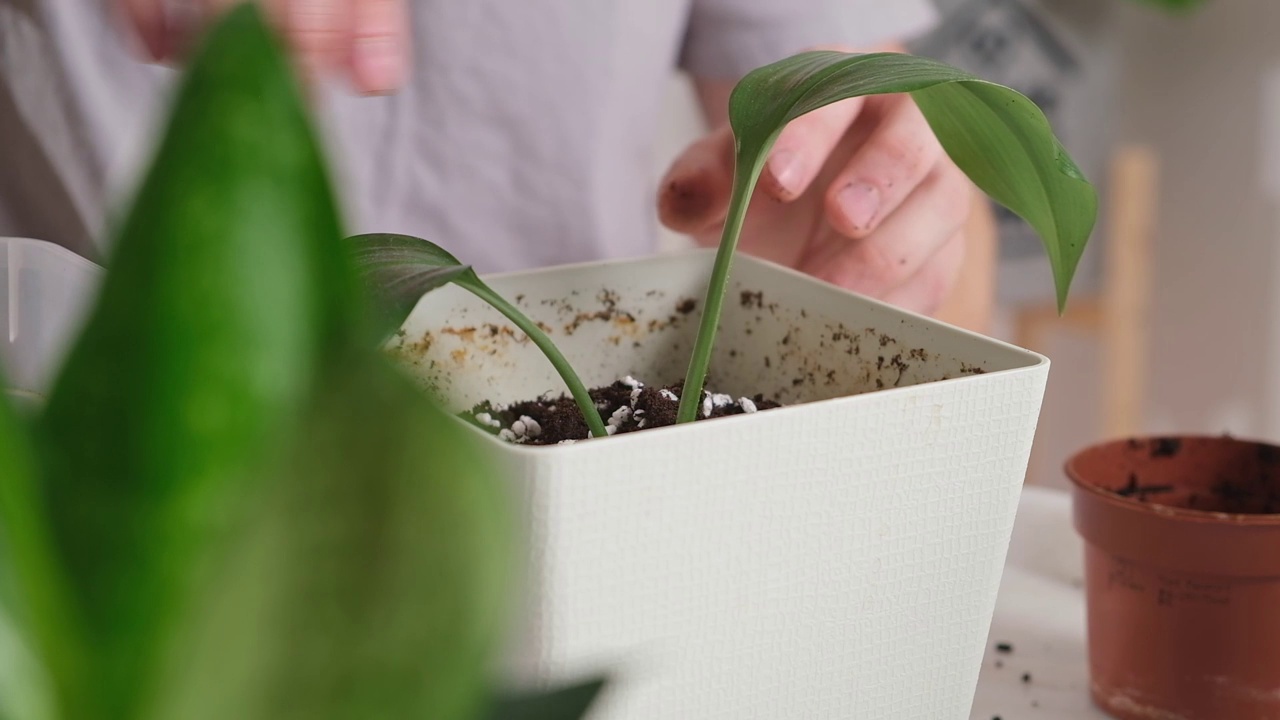 从小罐中移植圣餐。人们在新花盆里压紧盆栽植物周围的泥土。视频素材