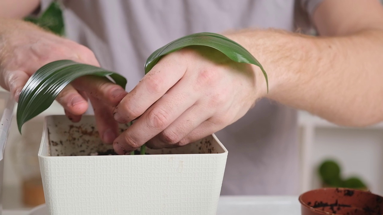 从小罐中移植圣餐。人们在新花盆里压紧盆栽植物周围的泥土。视频素材