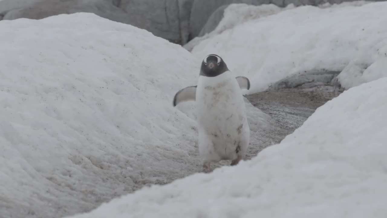 巴布亚企鹅走在雪地上，南极半岛视频素材