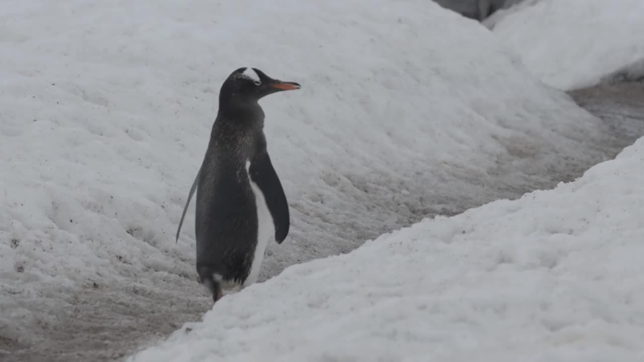 巴布亚企鹅站在雪道上。视频素材