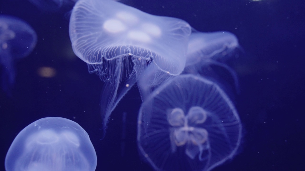 在玻璃水族箱的多色LED灯下，慢动作4K分辨率的大量美丽水母。视频素材