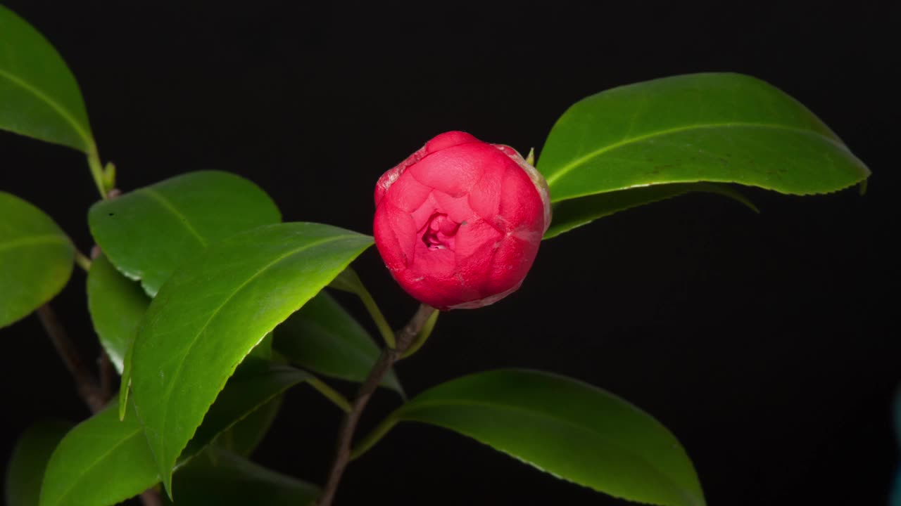 山茶花盛开视频素材