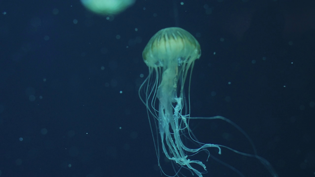 在玻璃水族箱的多色LED灯下，慢动作4K分辨率的大量美丽水母。视频素材