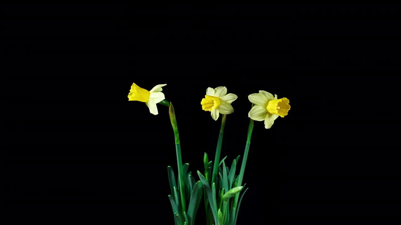 在黑色背景上，水仙花开了黄色的花。春天的象征盛开的花束水仙视频素材