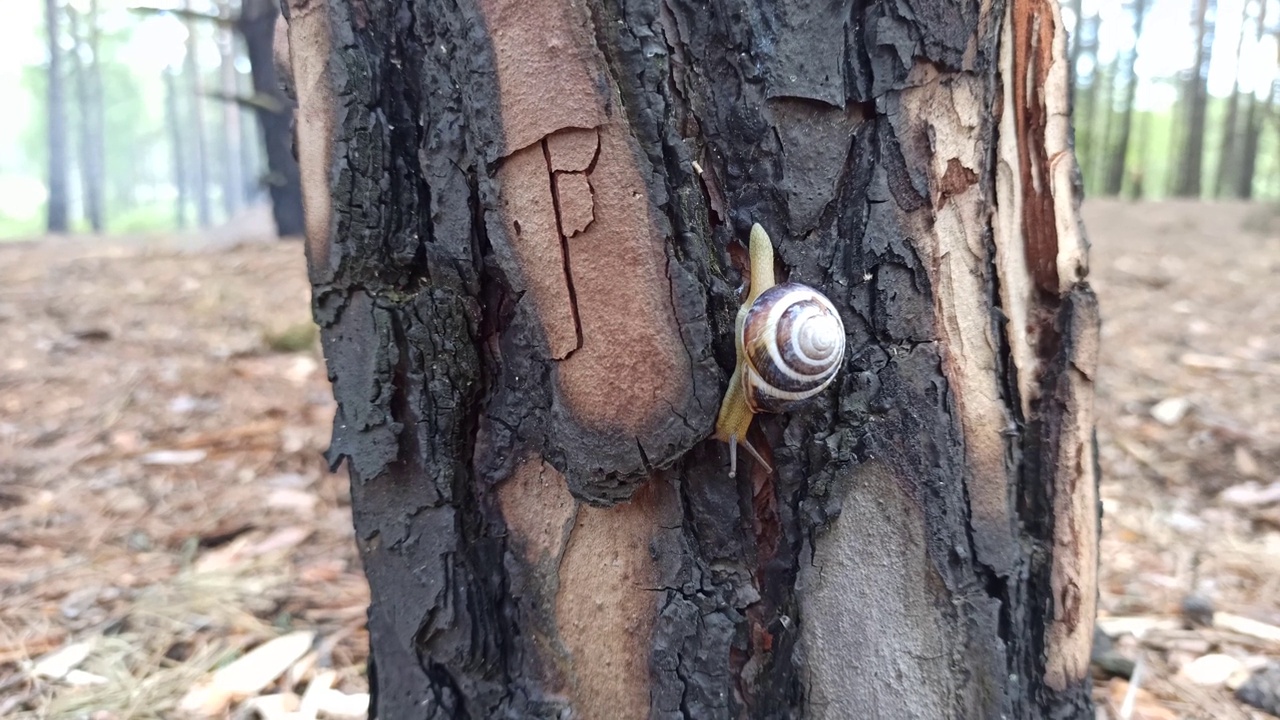 蜗牛在森林里沿着树干爬行。森林软体动物。视频下载