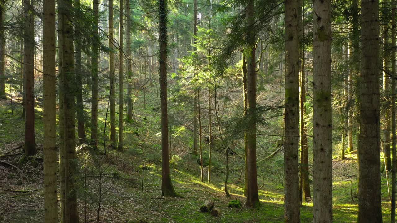 在阳光灿烂的森林里，飞在绿色的地面上。视频素材