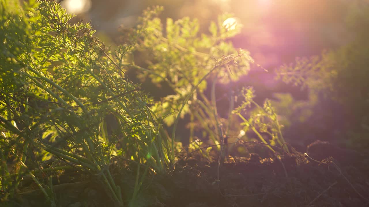 收获新鲜胡萝卜视频下载