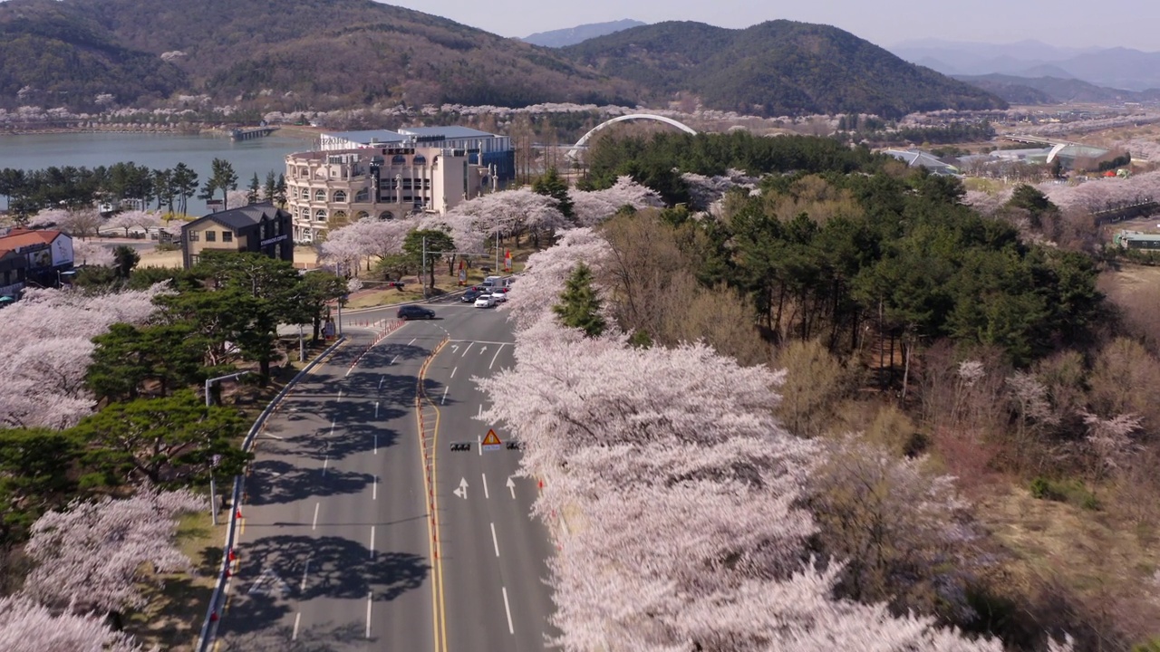 韩国庆州博门公园的樱花鸟瞰图视频素材