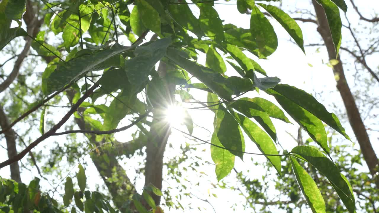 阳光穿透新鲜的树叶，夏日的背景。树叶在风中飘荡。明亮的灯光中间叶叶花园。视频素材