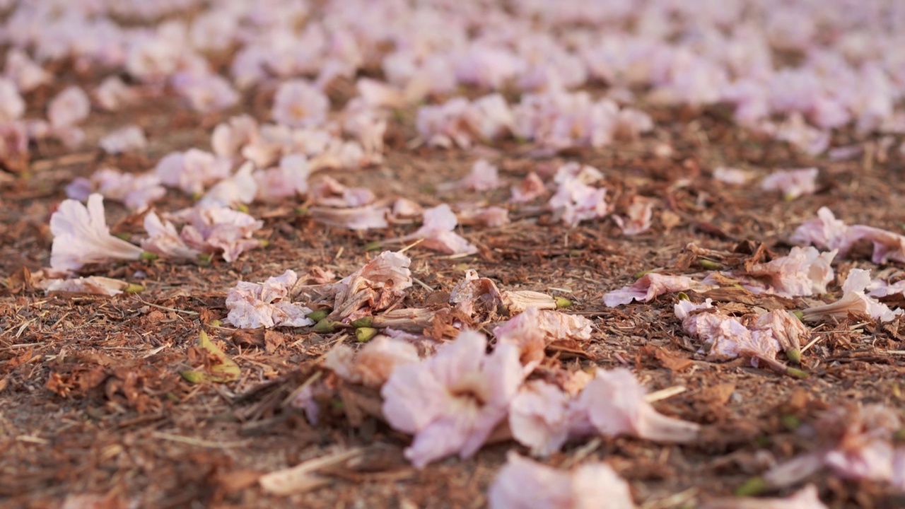 粉红的玫瑰花落在地上。泰国樱花的花瓣。视频素材