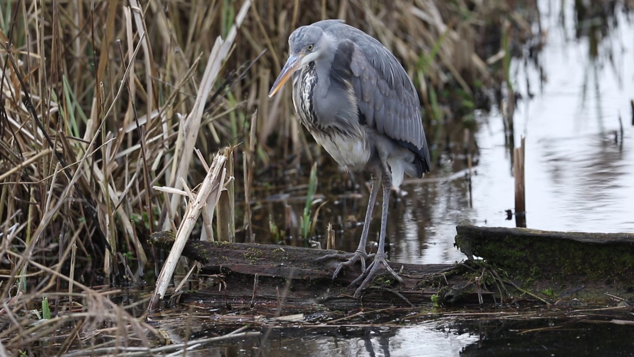 一只正在猎食的苍鹭(Ardea cinerea)栖息在芦苇丛中一棵腐烂的树上。视频素材