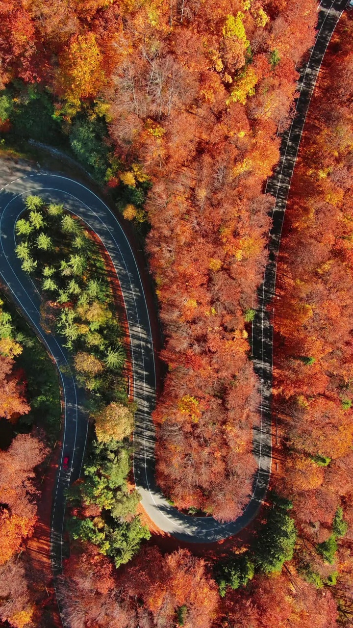 弯弯曲曲的路穿过秋天的森林视频素材