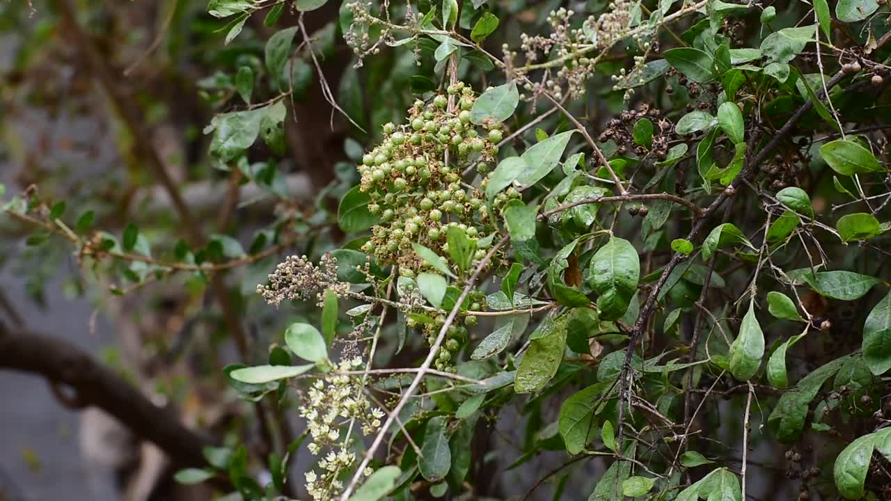 - 指甲花视频素材