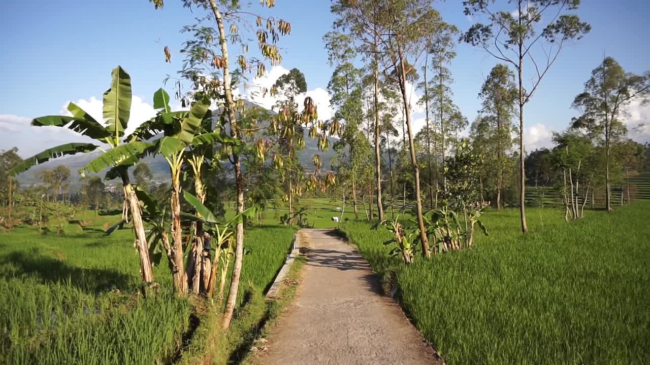 在乡村旅行，可以看到广阔的稻田和群山视频素材