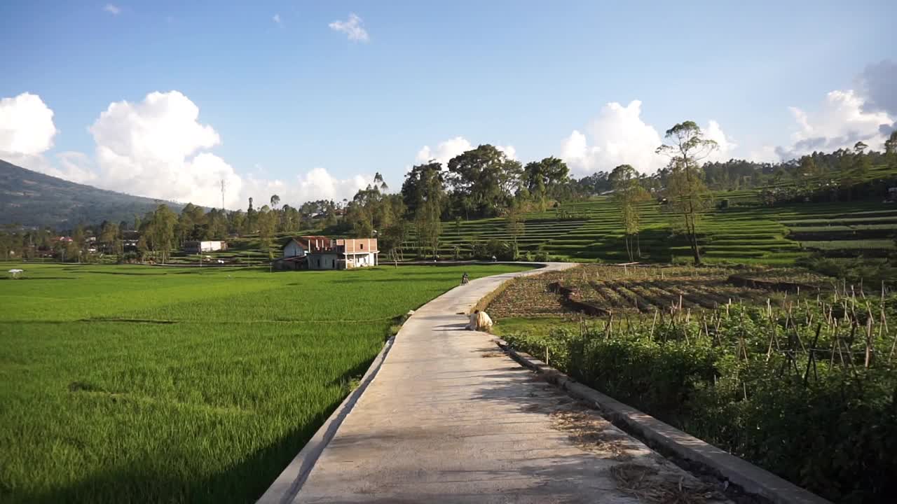 在乡村旅行，可以看到广阔的稻田和群山视频素材