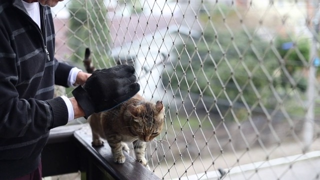 用手套给猫咪刷毛。阳台栏杆上的条纹猫有网保护视频下载