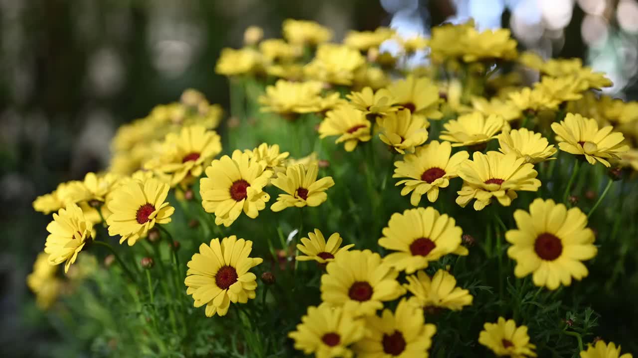 公园里一朵黄色雏菊的特写视频素材