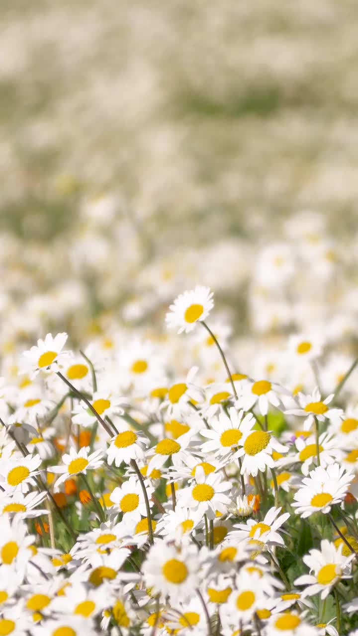 洋甘菊。视频素材