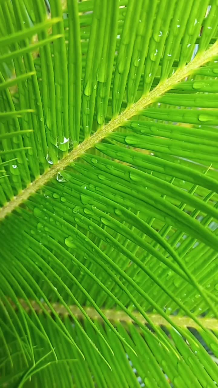 雨后的湿苏铁或裸子植物叶子。视频下载