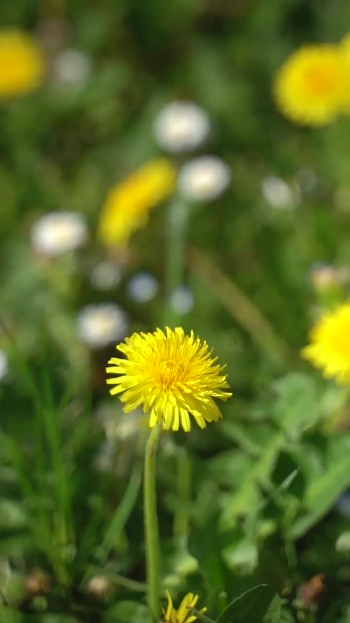 野花的草地视频素材