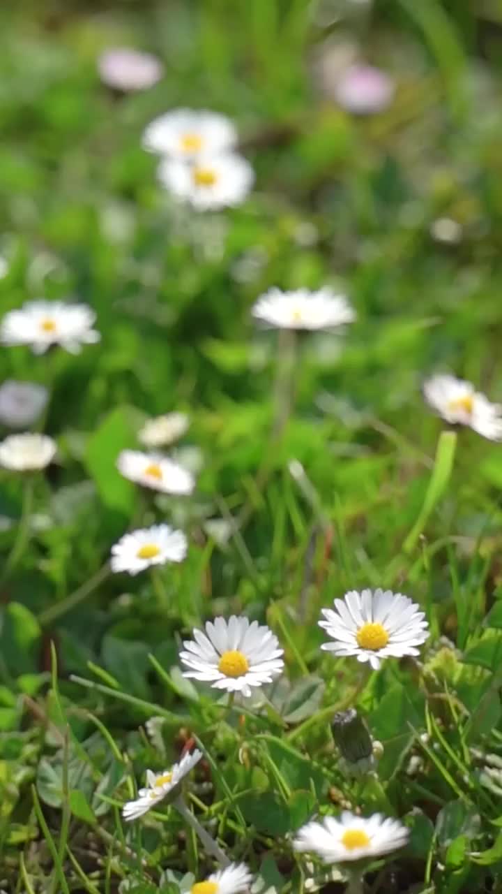 野花的草地视频素材