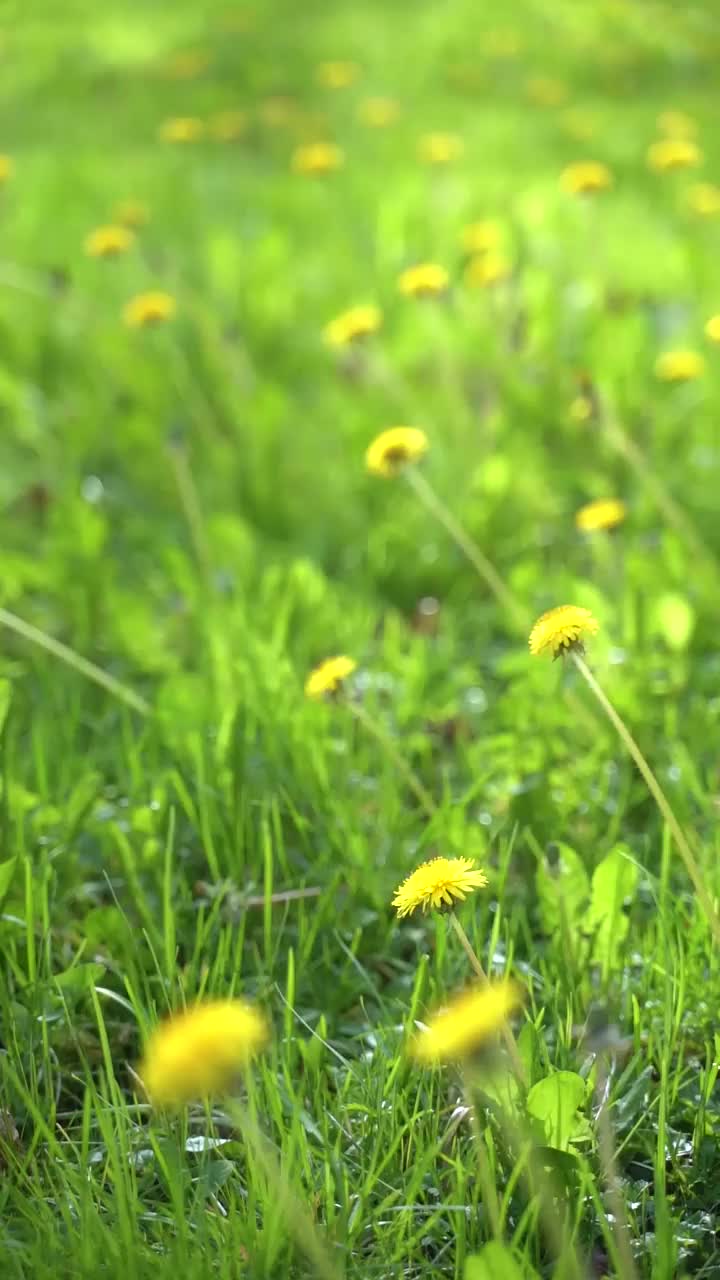 野花的草地视频素材