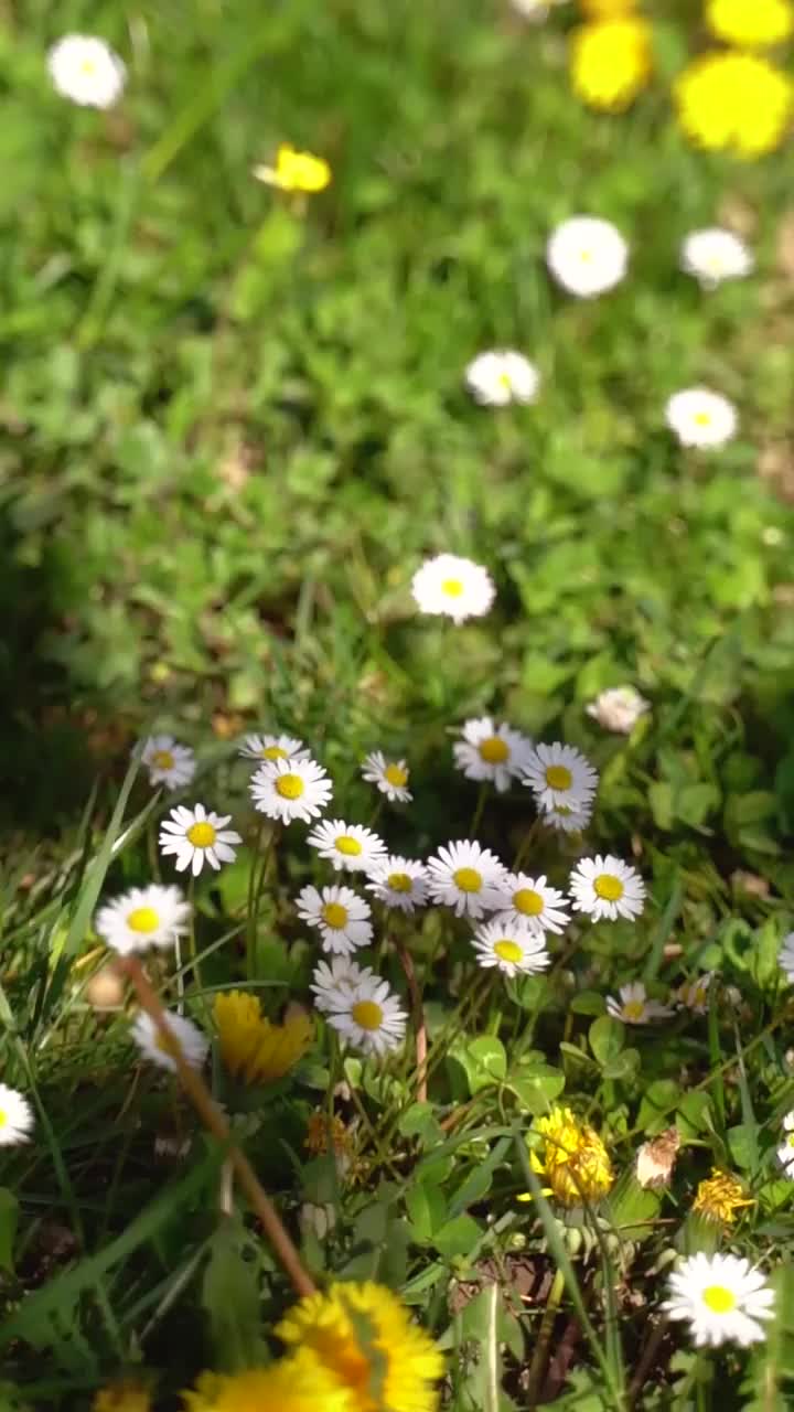 野花的草地视频素材