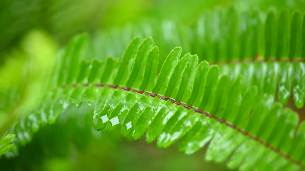 接近雨水在绿色蕨类树叶与雨声视频素材