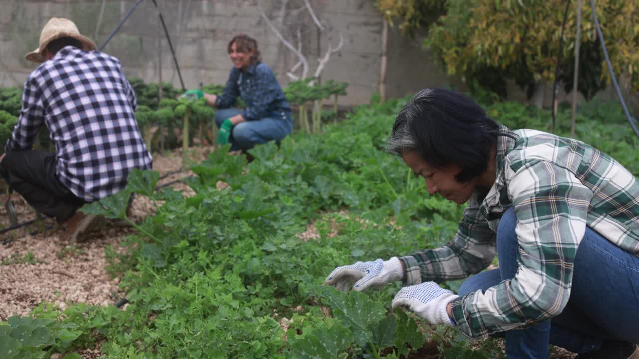 农业工人在农场种植室外采摘新鲜有机蔬菜-技术，当地食品和可持续的工作理念视频素材