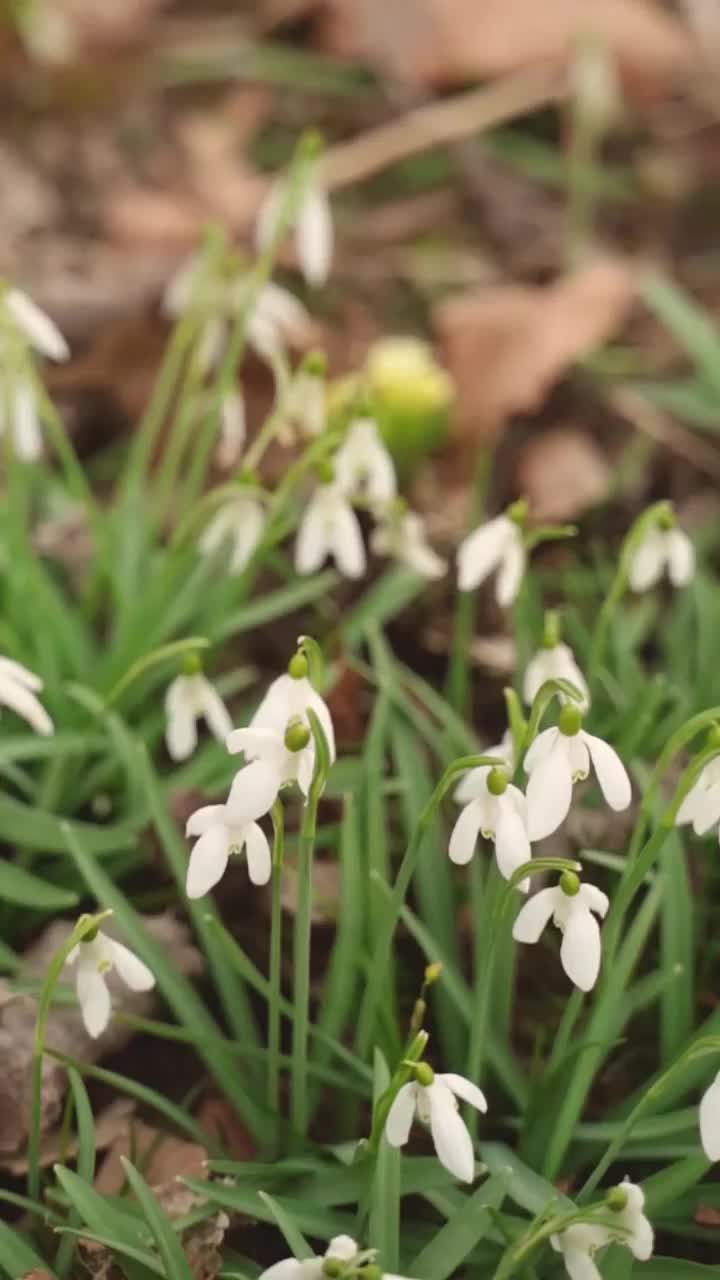 田野里的雪花莲视频素材