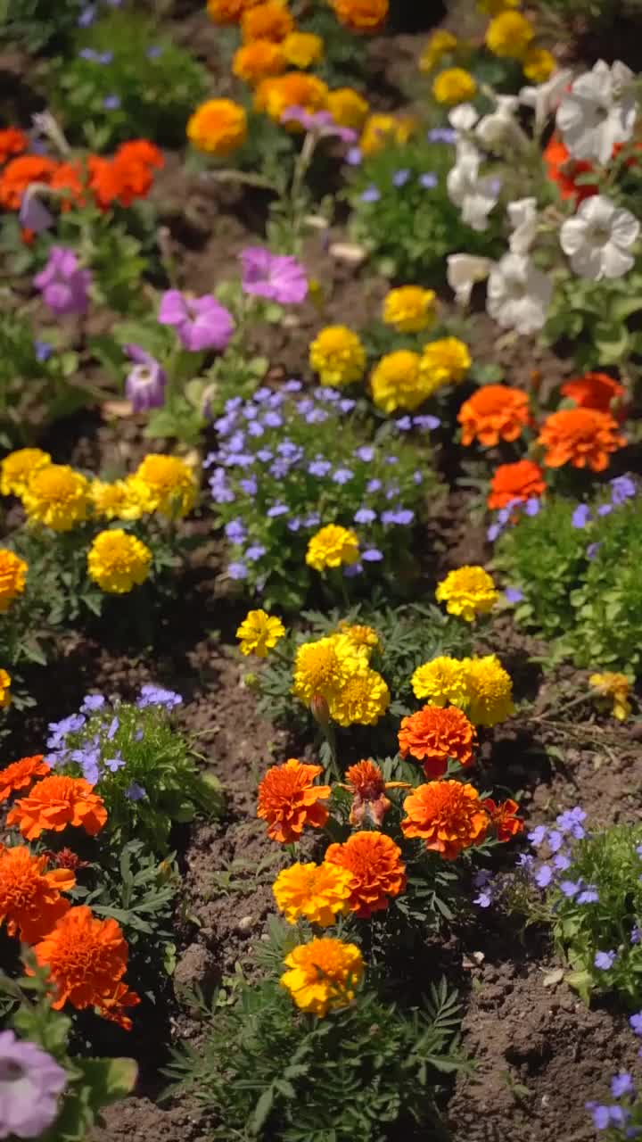 花园里五颜六色的花视频素材