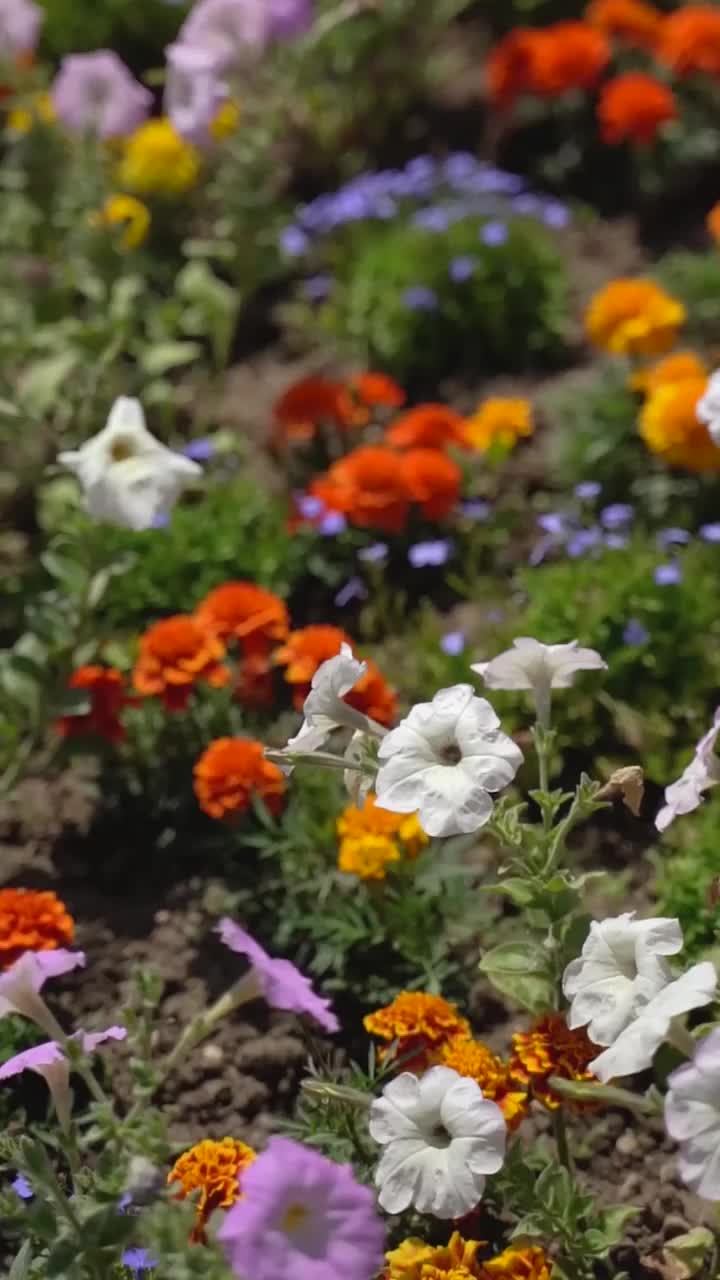 花园里五颜六色的花视频素材