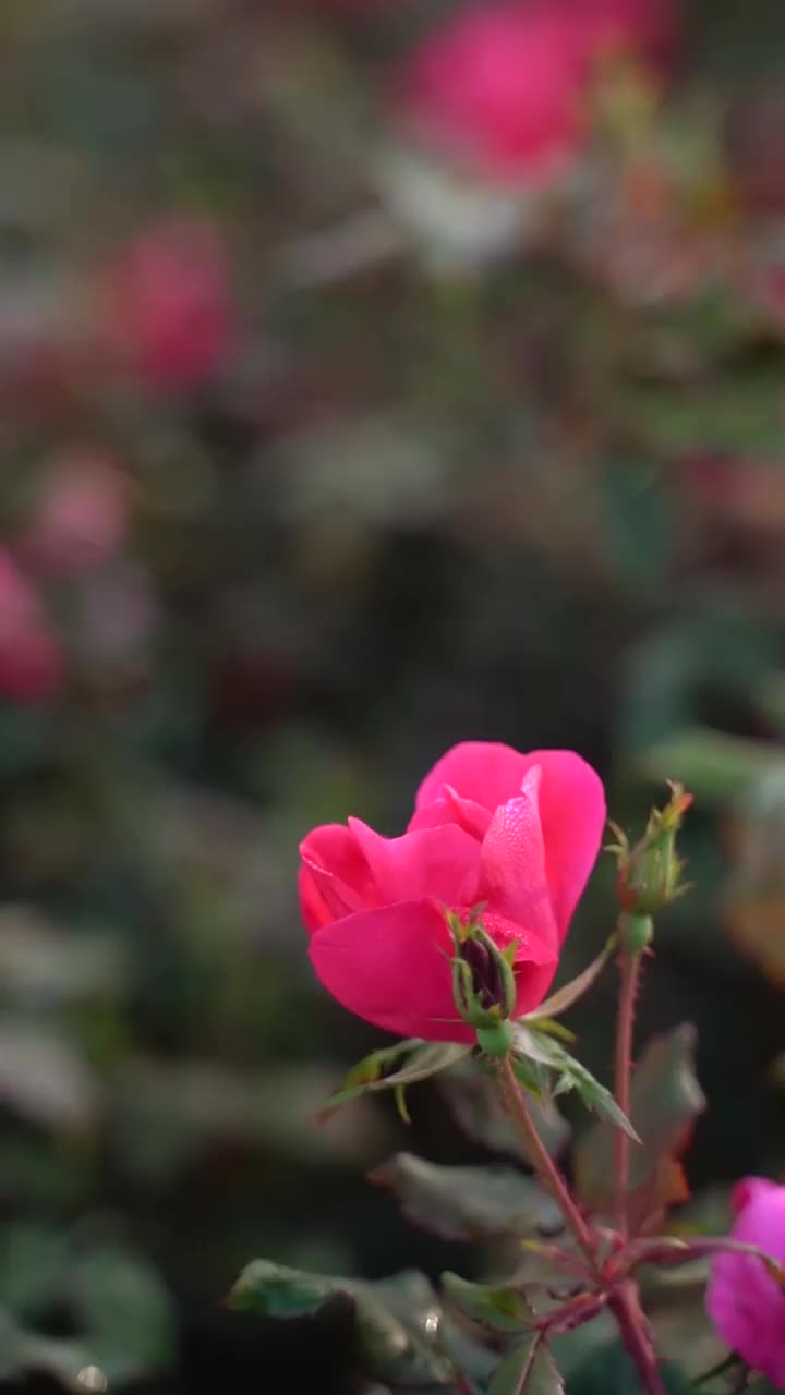 花园里的粉红玫瑰视频素材