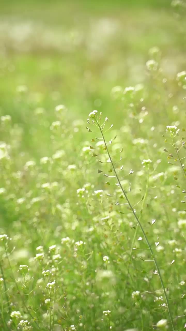 草地上的高草视频素材