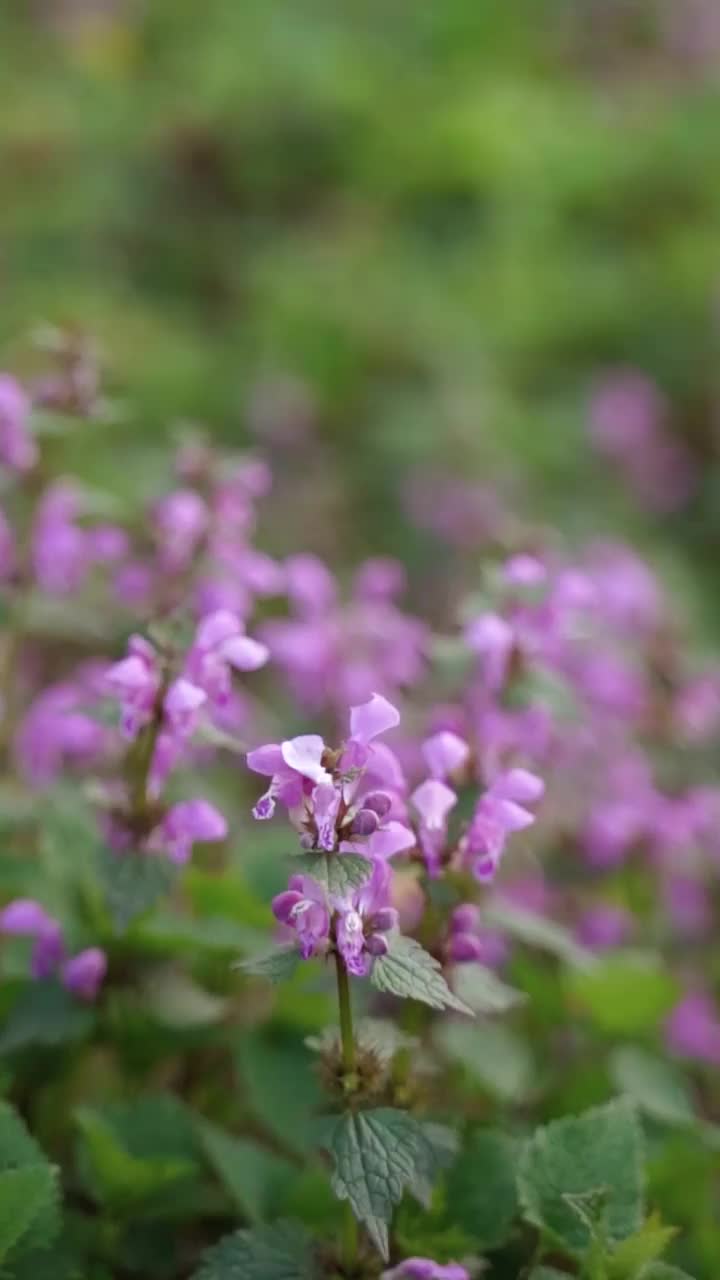 田野里的紫色花朵视频素材