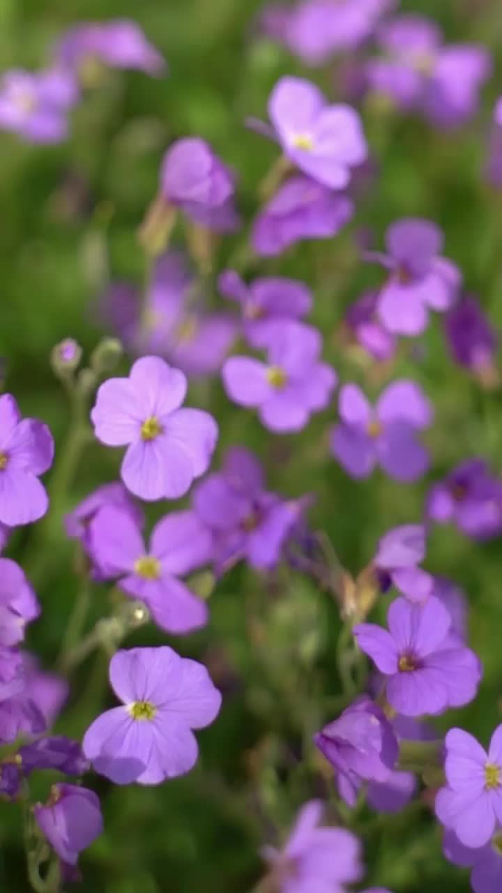 田野里的紫色花朵视频素材