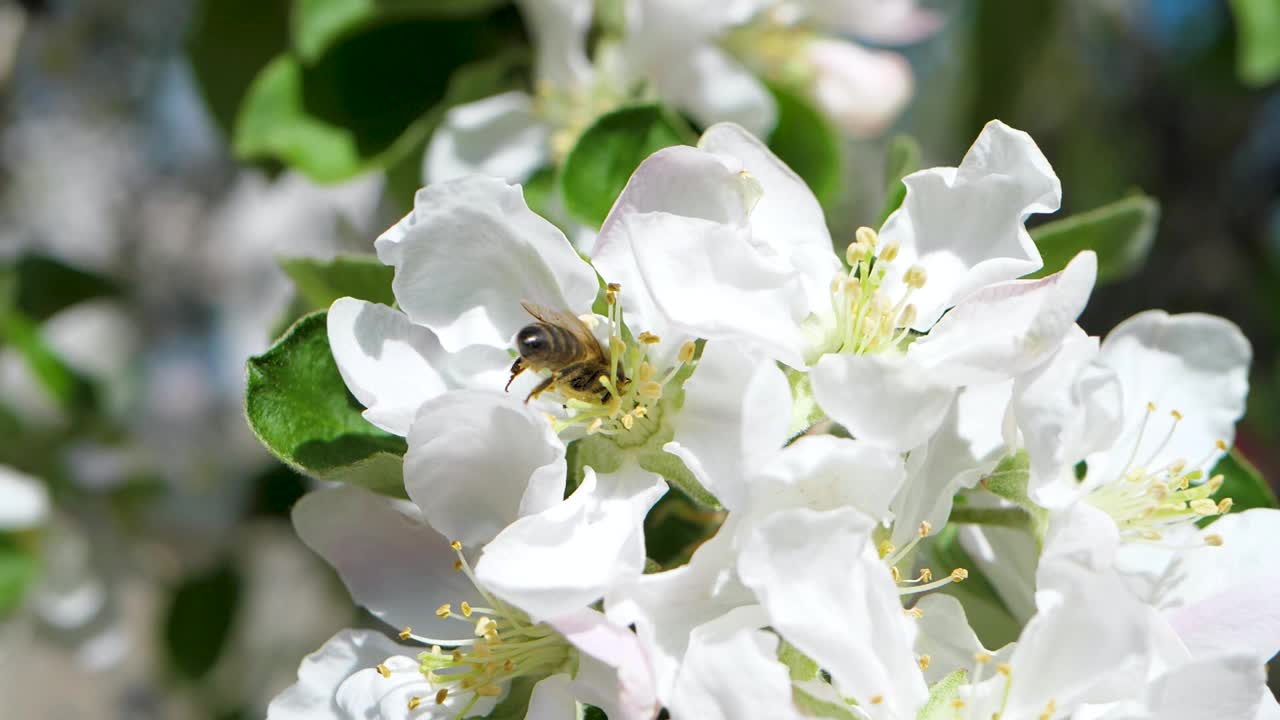 苹果花在春天开花。蜜蜂采蜜视频素材