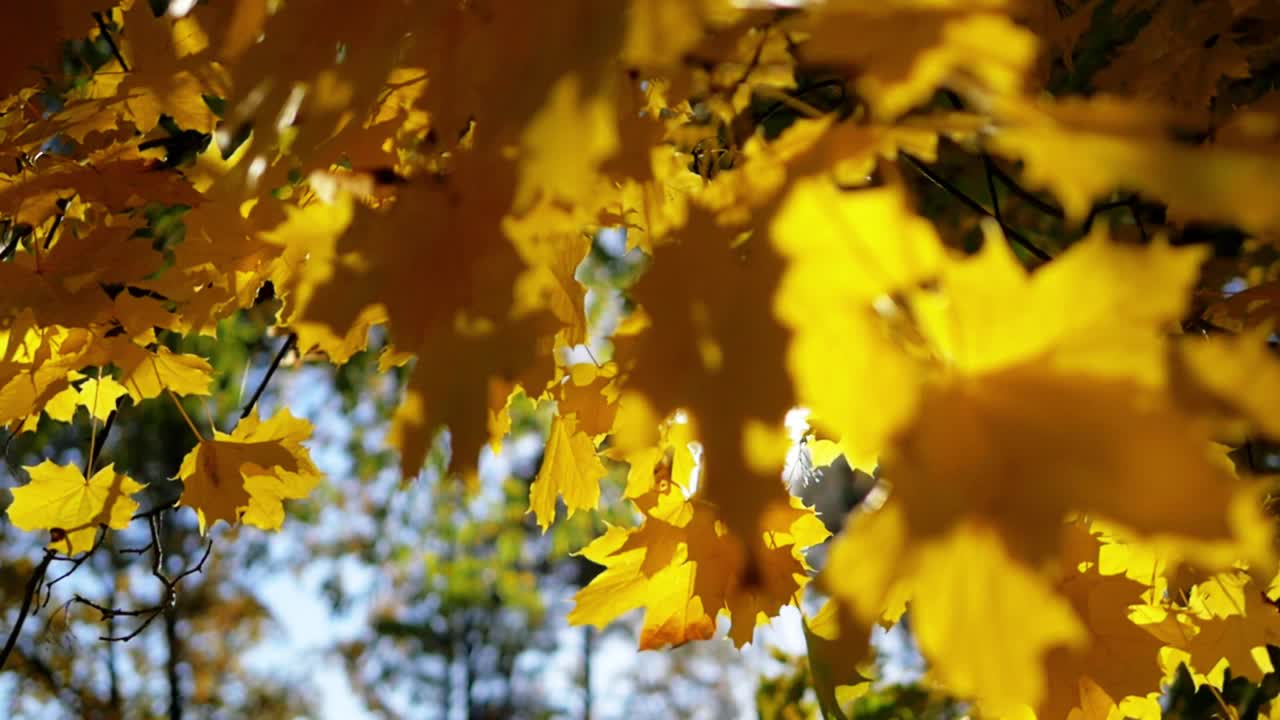 晴天里公园里的秋天视频下载