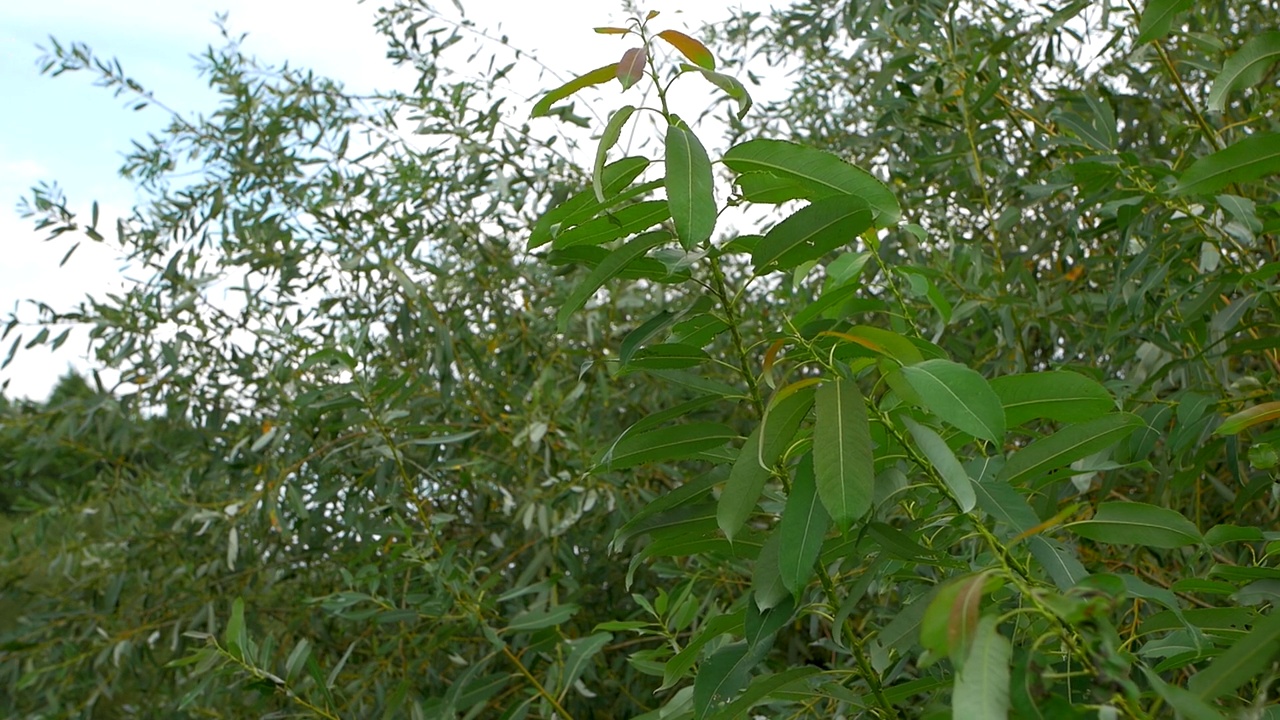 在夏季的天气里，自然生长在河岸上视频素材