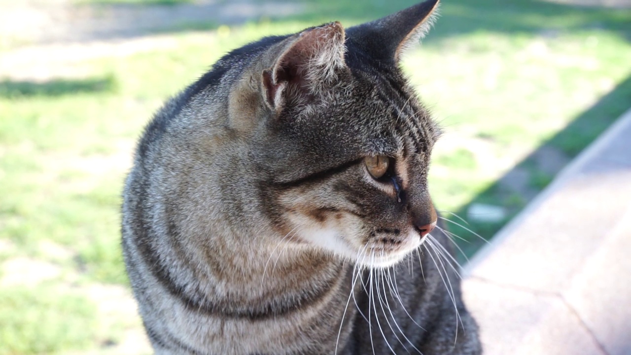 一只流浪猫在花园里的视频视频下载