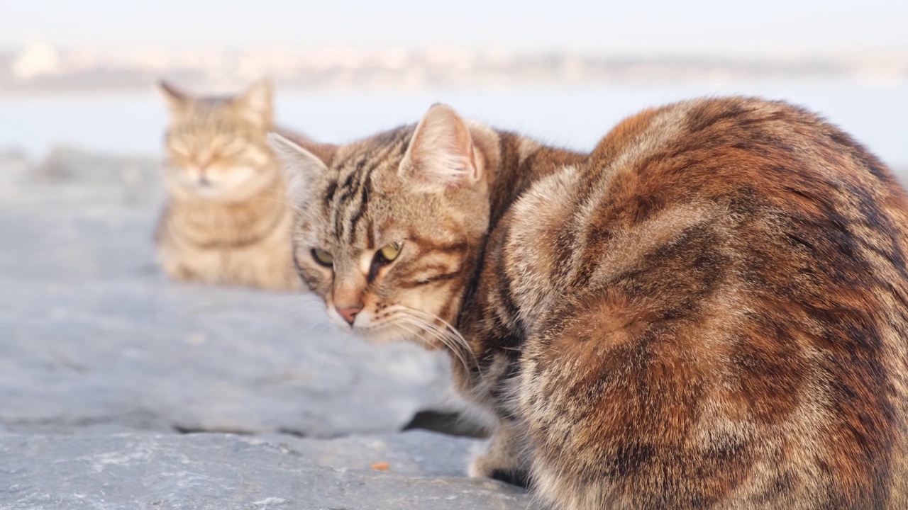 灰猫坐在悬崖上视频素材