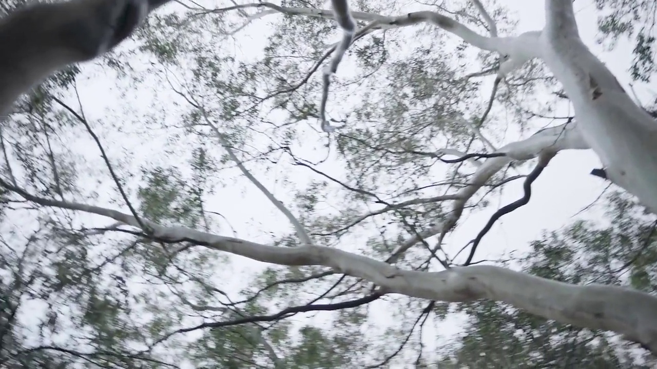 Orman, yukarı bakıyor . tree up视频素材